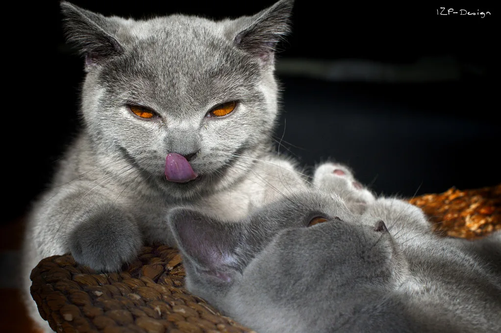 Photoshooting With My Cats