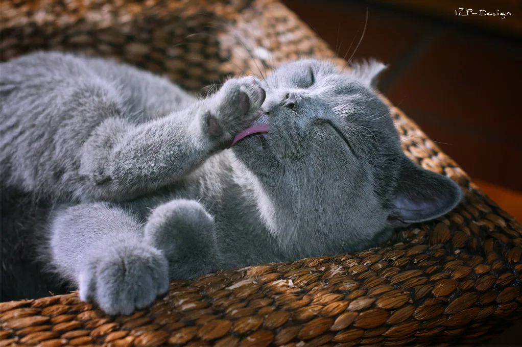 Photoshooting With My Cats