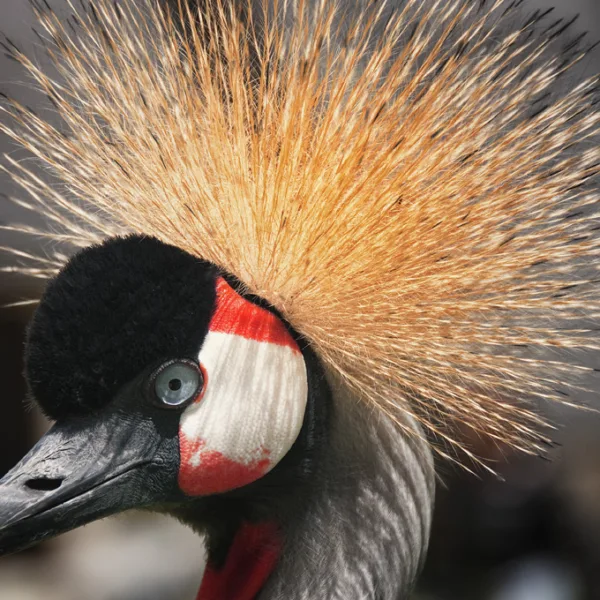 Crane
