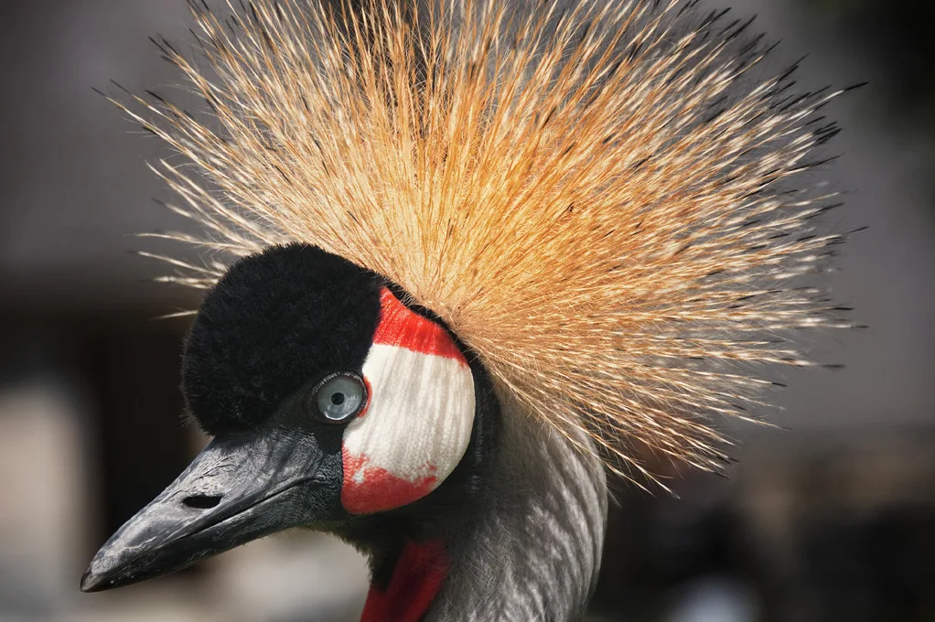 Crane