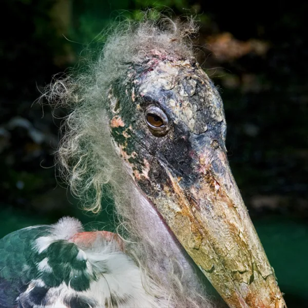 Marabu