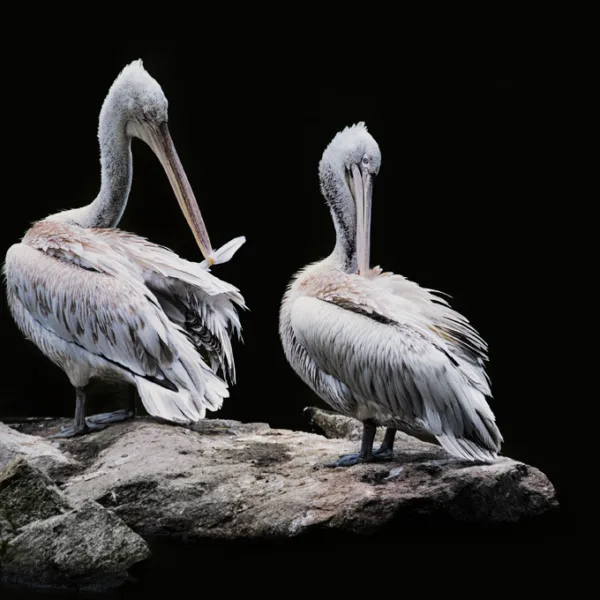Pelicans