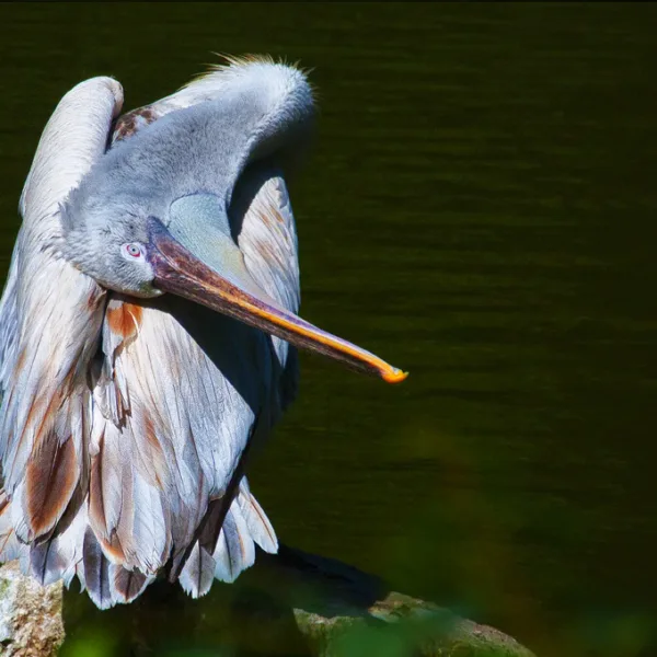 Pelican